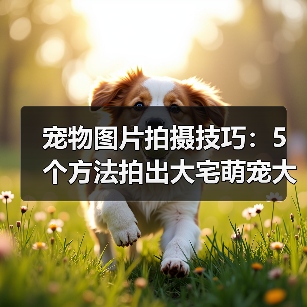 宠物图片拍摄技巧：5个方法拍出大宅萌宠大片2026（图1）
