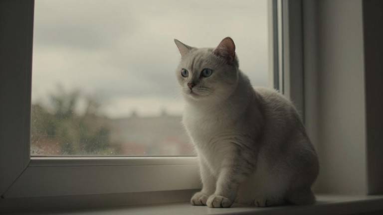 兽医职业中的道德困境与情感边界：如何平衡关爱与责任第三张图